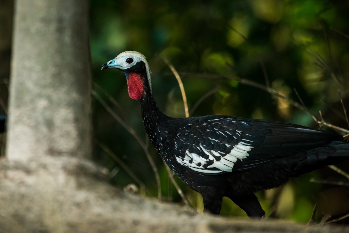 Red-throated Piping-Guan - ML344510311
