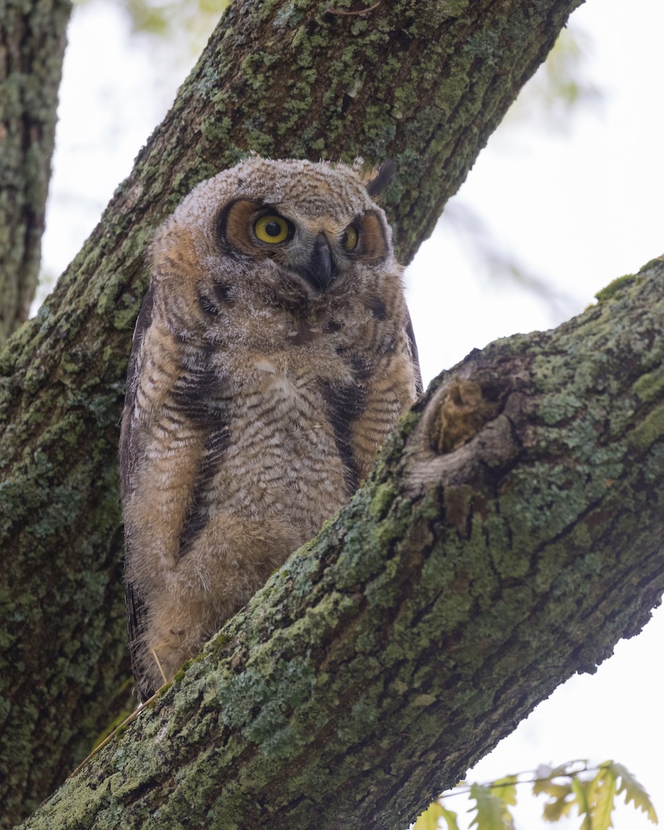 Great Horned Owl - ML344512261