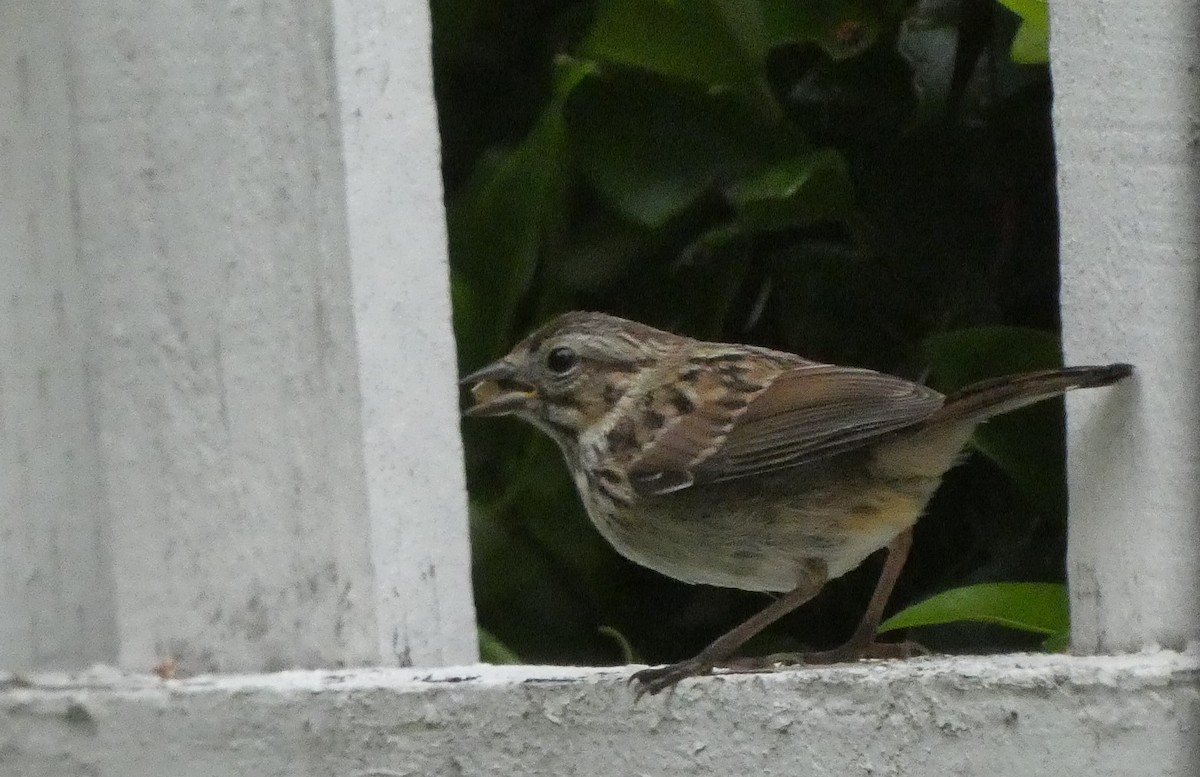 Song Sparrow (heermanni Group) - ML344514101