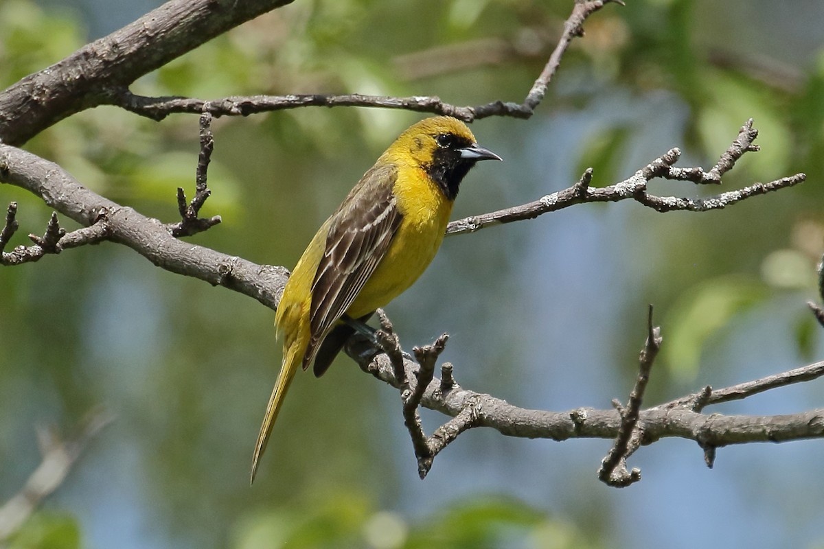 Orchard Oriole - ML344518921