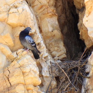 Rock Pigeon (Feral Pigeon), ML344520131