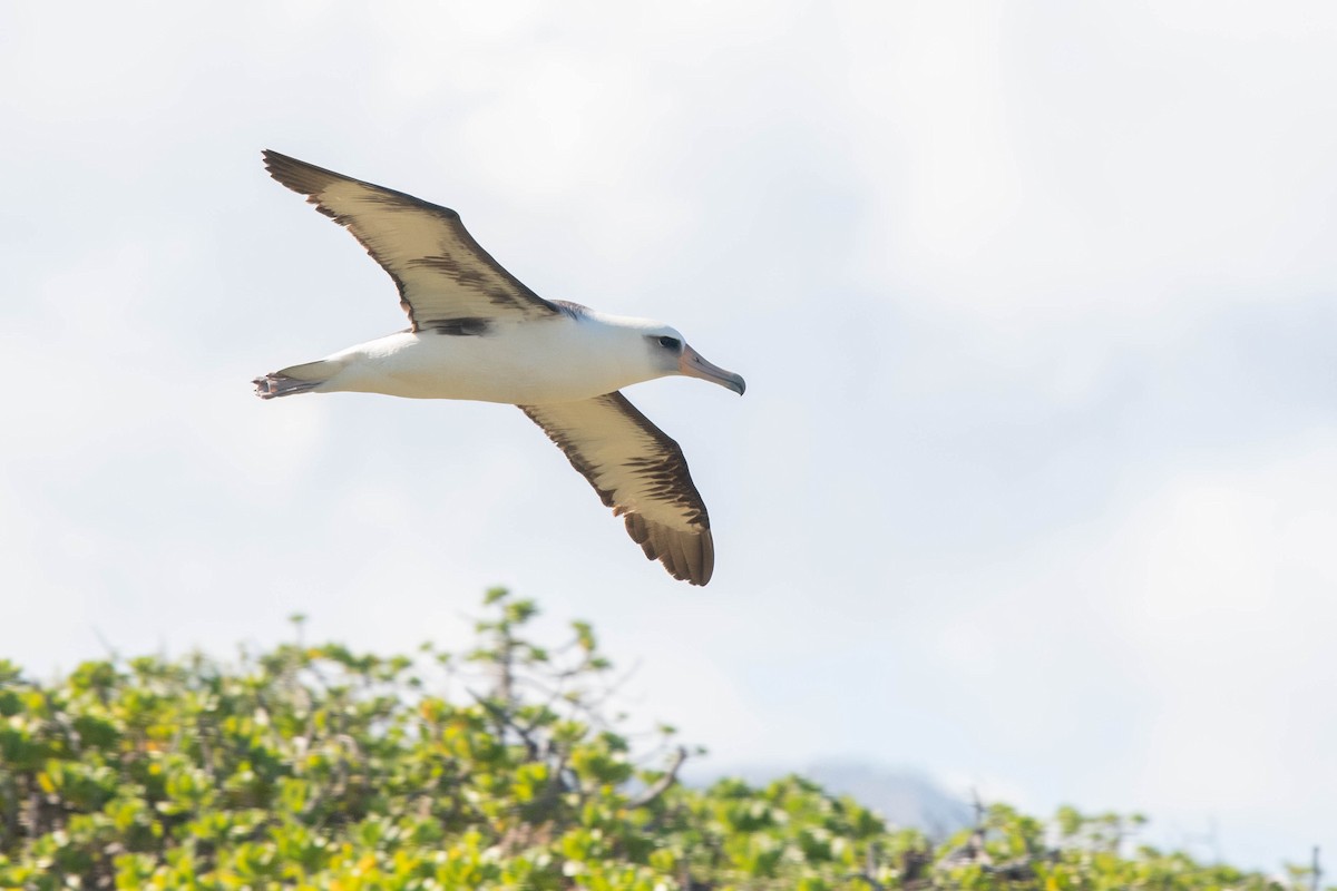 Laysan Albatross - August Hazel