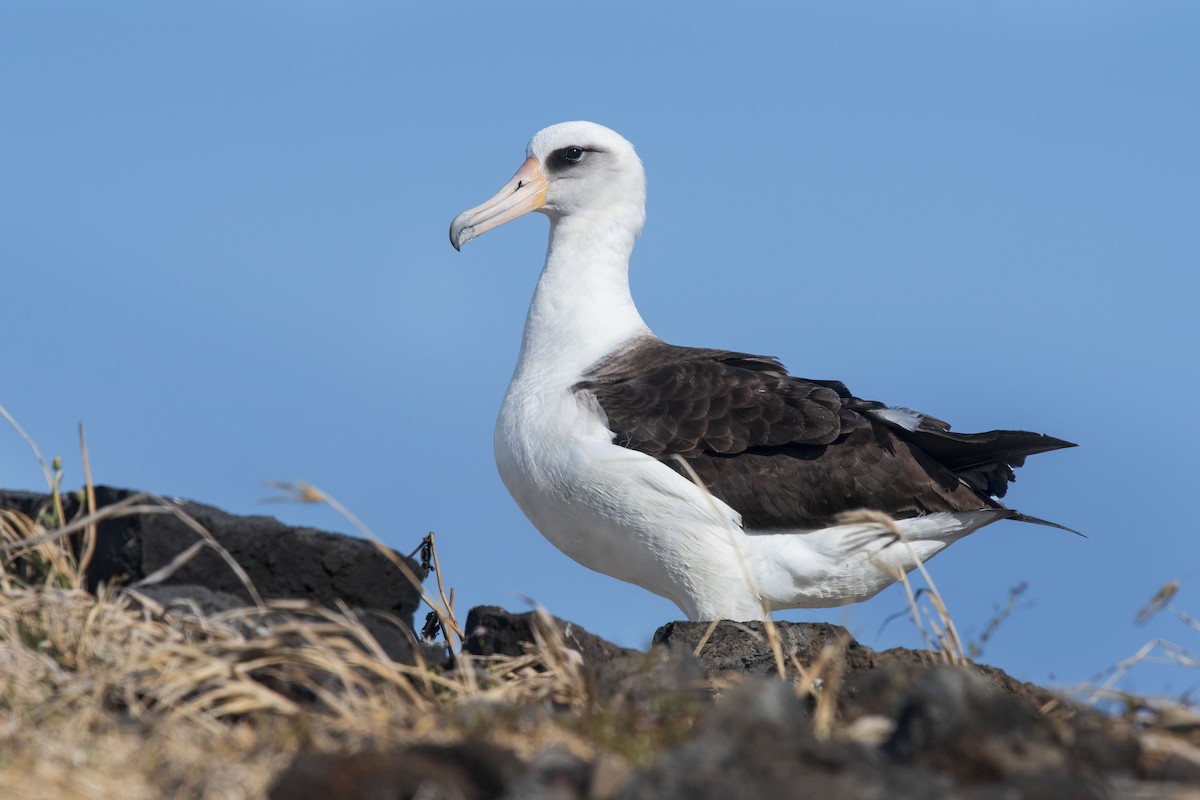 Laysan Albatross - August Hazel