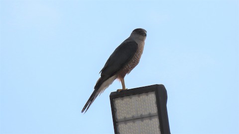 Cooper's Hawk - Lena Hayashi