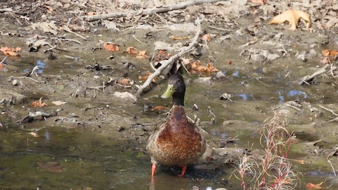 Mallard - Lena Hayashi