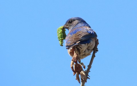 Western Bluebird - Lena Hayashi