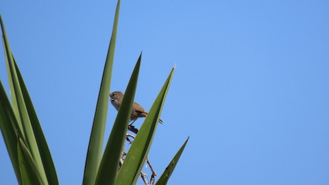 House Wren - Lena Hayashi