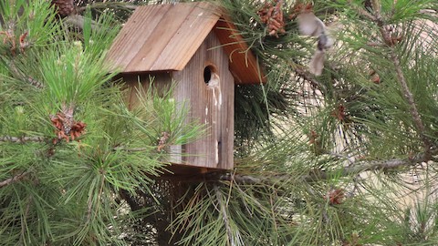 House Wren - Lena Hayashi