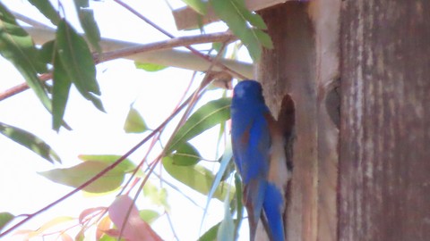 Western Bluebird - Lena Hayashi