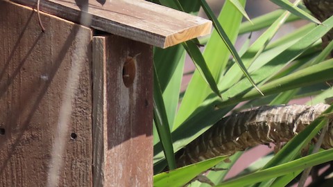 House Wren - Lena Hayashi