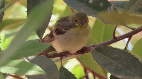 American Goldfinch - Lena Hayashi