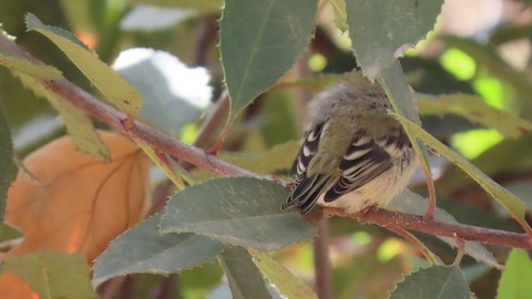 American Goldfinch - Lena Hayashi