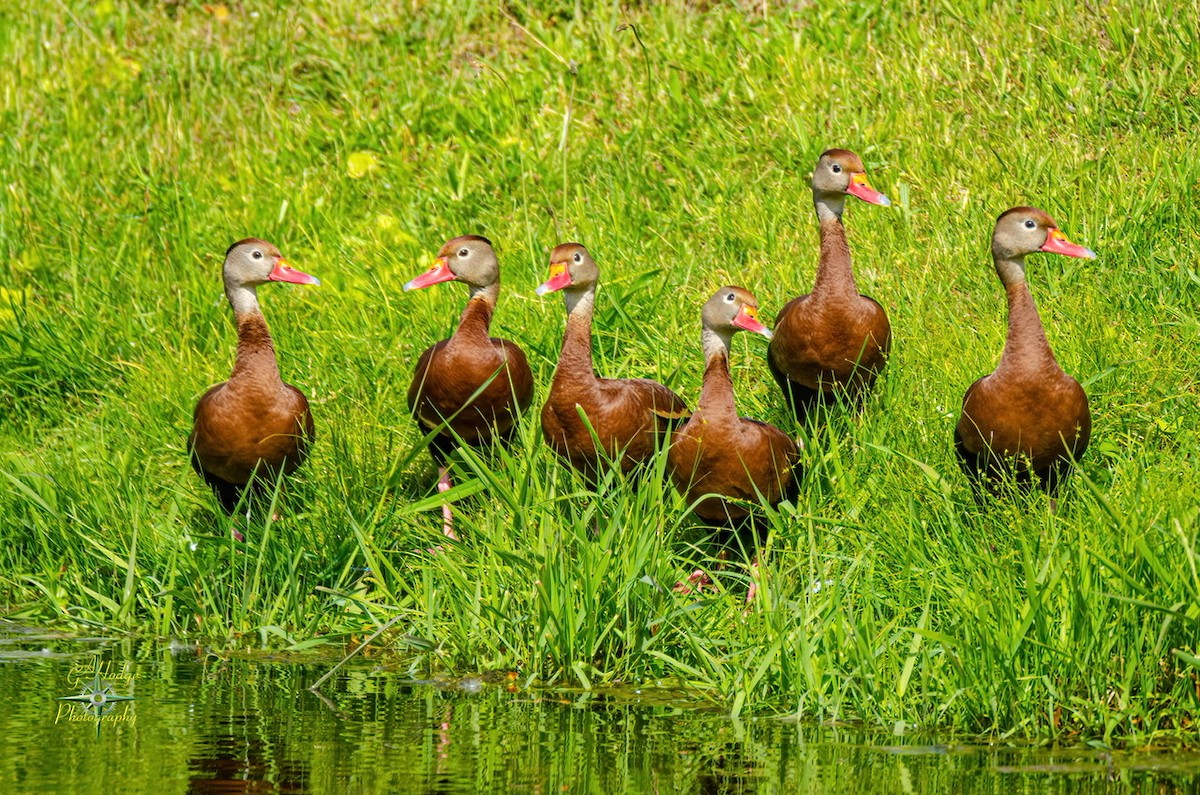 Black-bellied Whistling-Duck - Gary Hodge