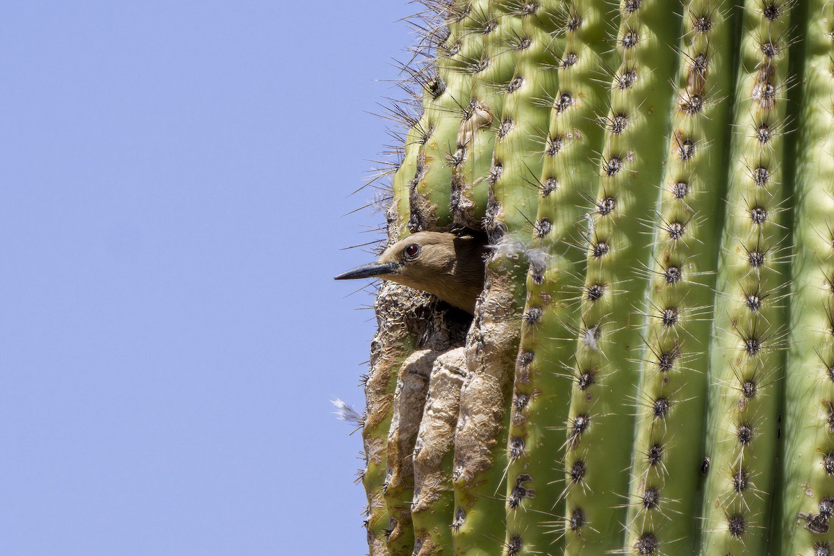 Pic des saguaros - ML344527591