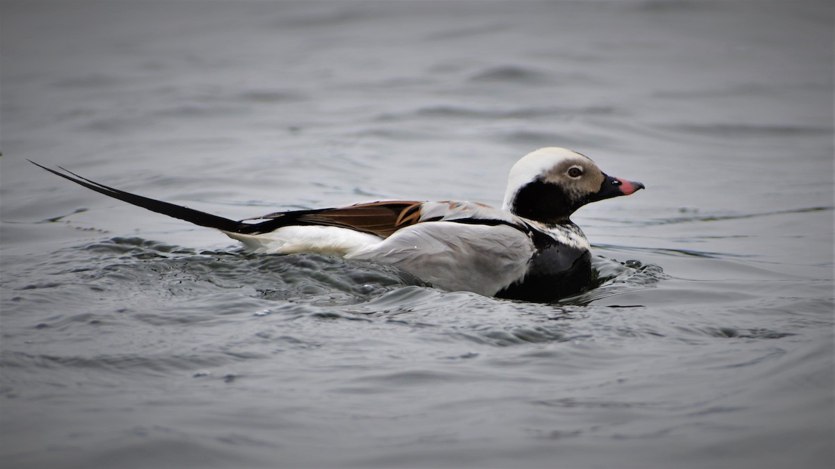 Long-tailed Duck - ML344529691