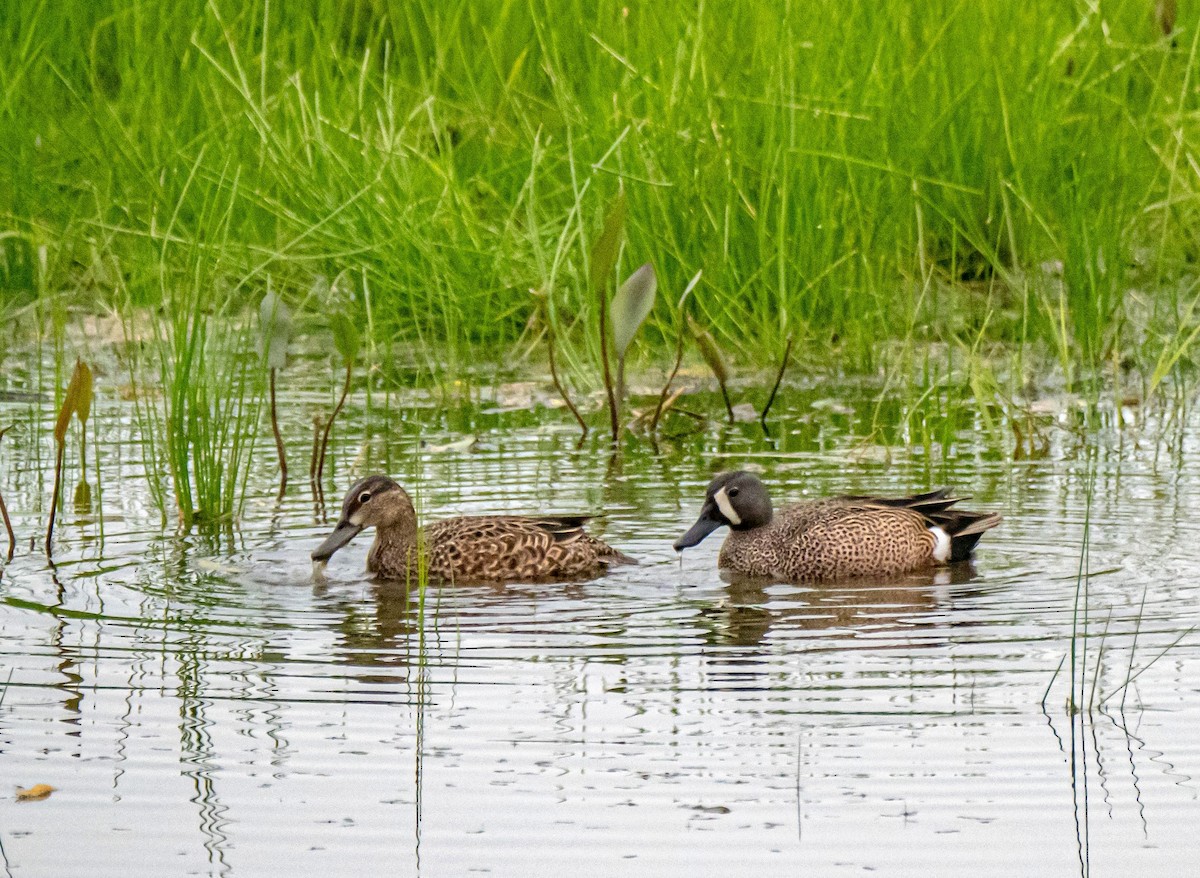 Blue-winged Teal - ML344530291