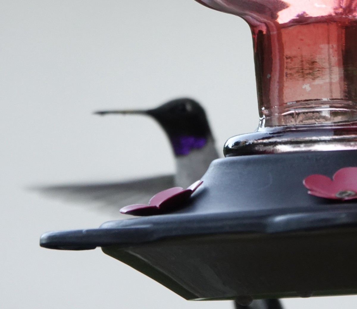 Black-chinned Hummingbird - David Godfrey