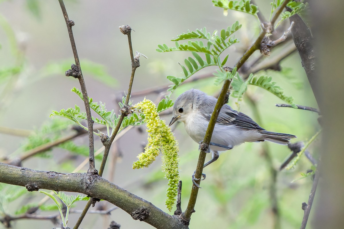 Lucy's Warbler - ML344531661