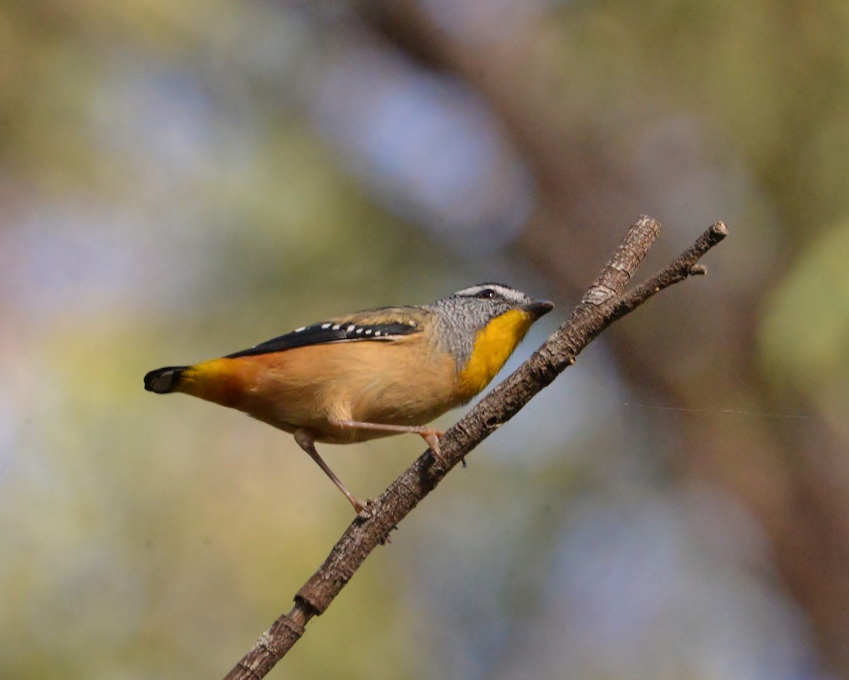 Spotted Pardalote - ML344534011