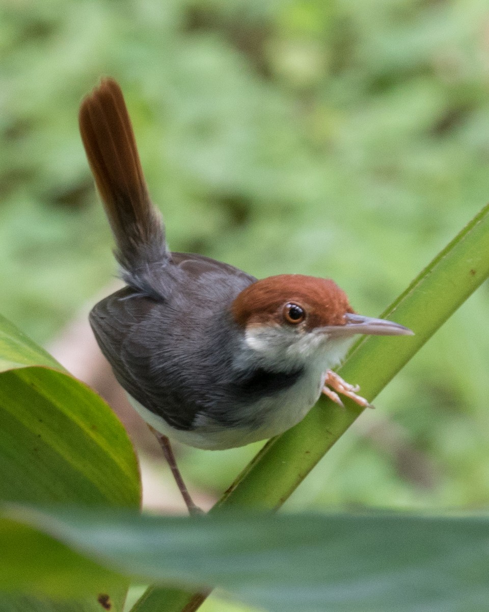 Rufous-tailed Tailorbird - Robert Lewis