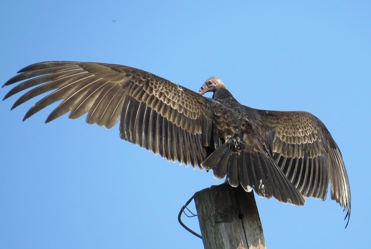 Turkey Vulture - David Muth