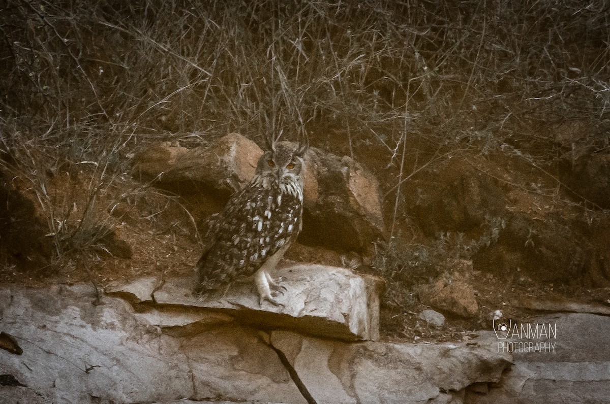 Rock Eagle-Owl - Thennavan C