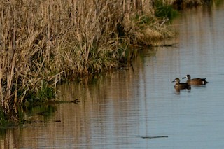 Blue-winged Teal, ML344538671