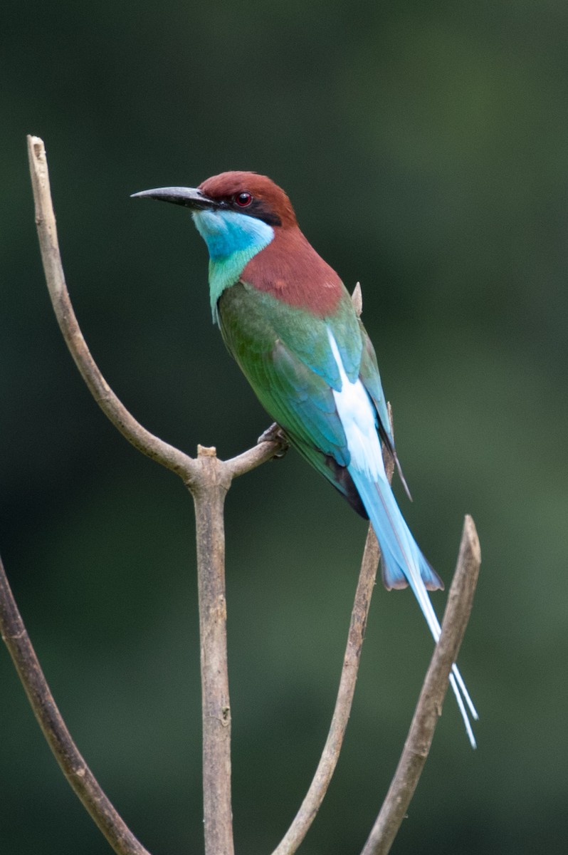 Blue-throated Bee-eater - ML34453981