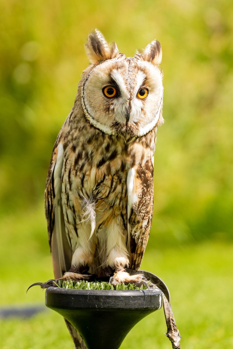 Long-eared Owl - Gavin Stone