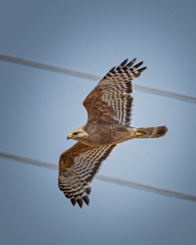 Red-shouldered Hawk - James Kendall