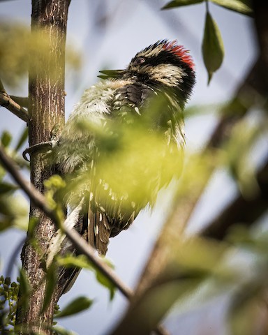 Downy Woodpecker - James Kendall