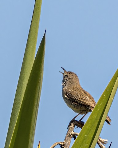 House Wren - James Kendall