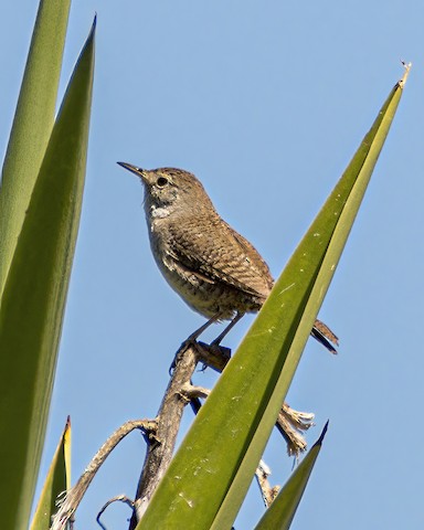 House Wren - James Kendall