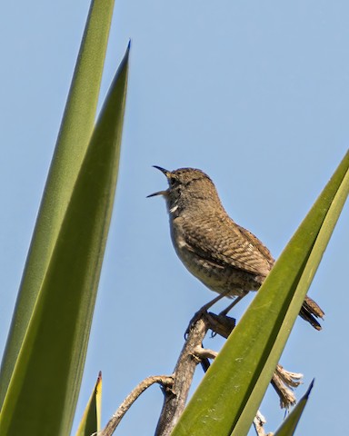 House Wren - James Kendall