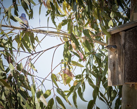 Western Bluebird - James Kendall