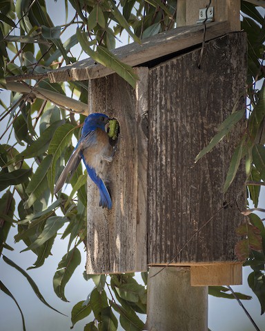 Western Bluebird - James Kendall