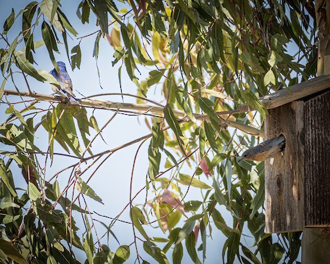 Western Bluebird - James Kendall