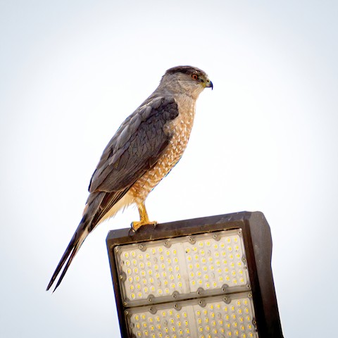 Cooper's Hawk - James Kendall