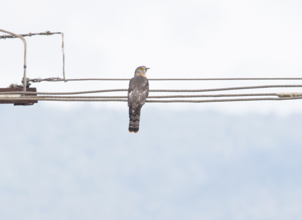 Common Hawk-Cuckoo - Thennavan C