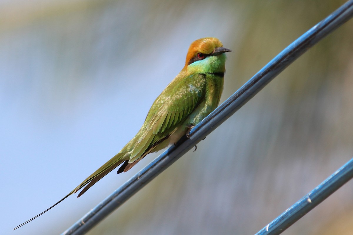 Asian Green Bee-eater - ML344543151