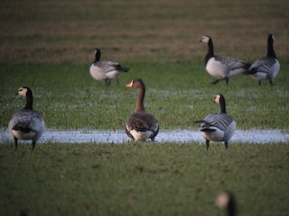 Greater White-fronted Goose (Greenland), ML344545091