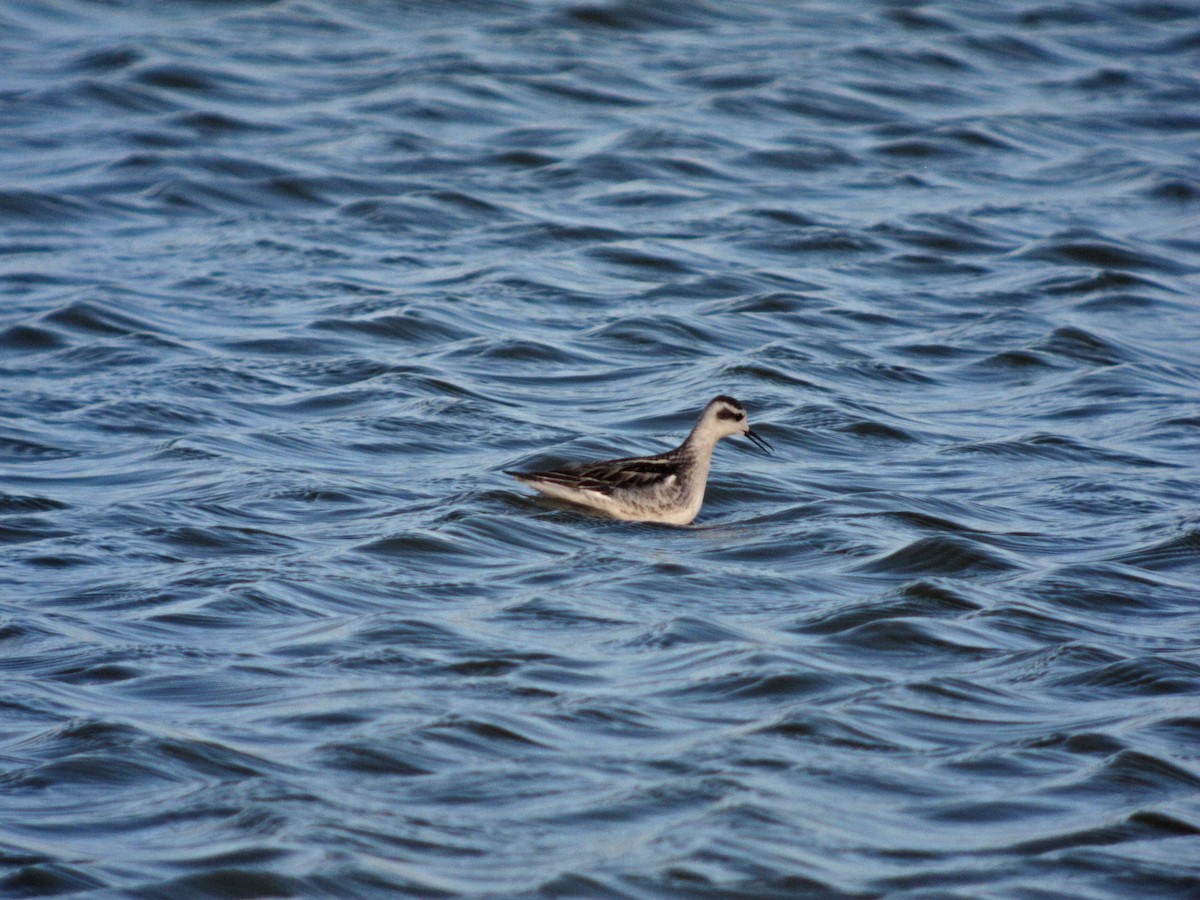 Red-necked Phalarope - Mike Youdale