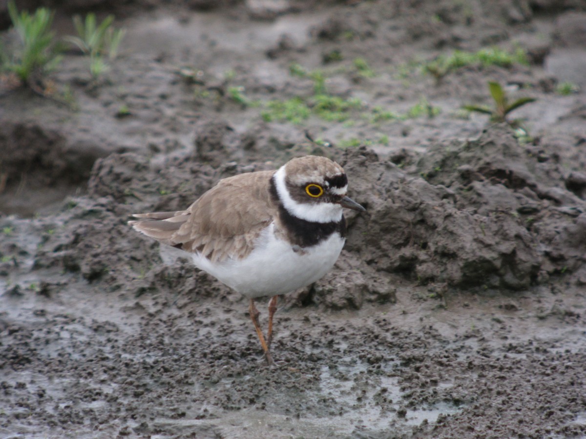 Little Ringed Plover - Mike Youdale