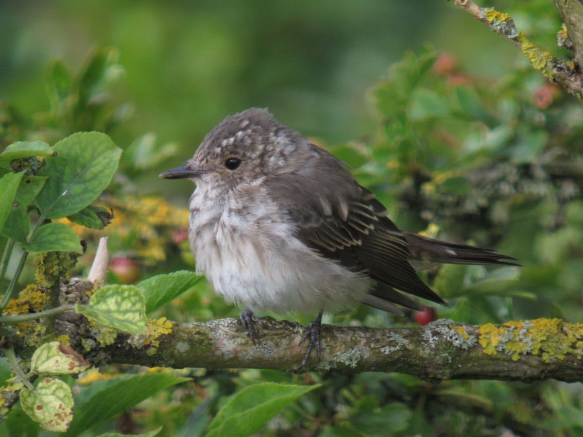 Spotted Flycatcher - Mike Youdale