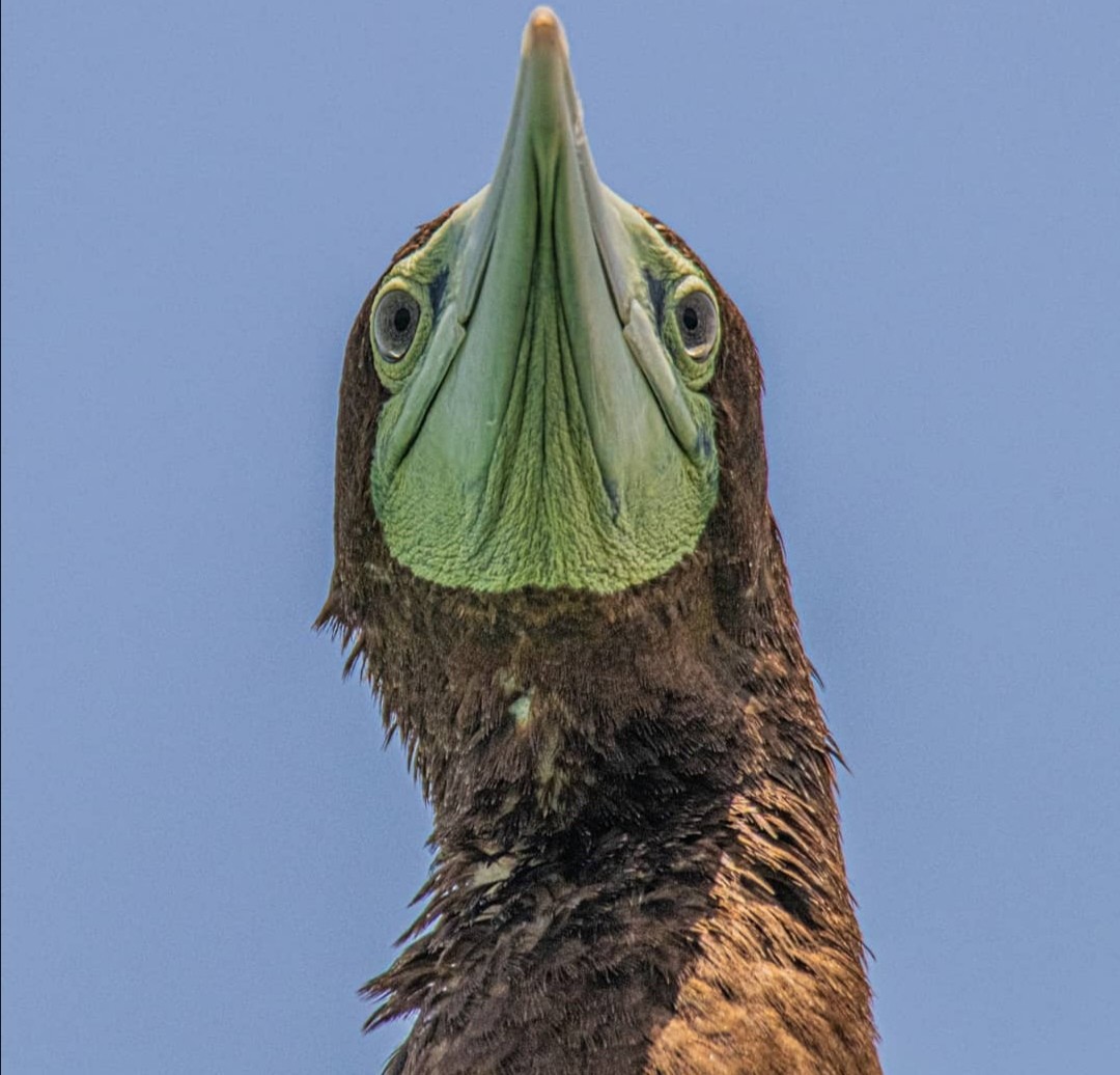 Brown Booby - ML344549631