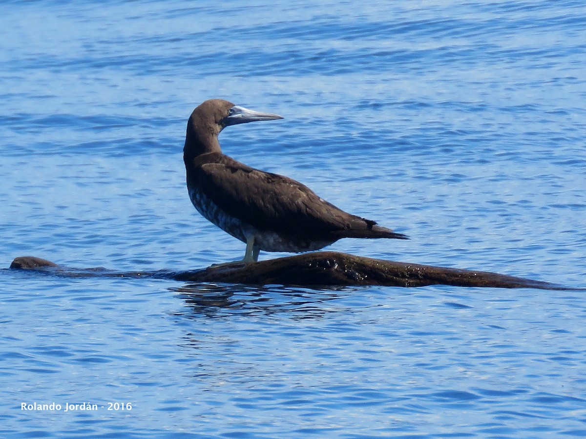 Brown Booby - ML34455041