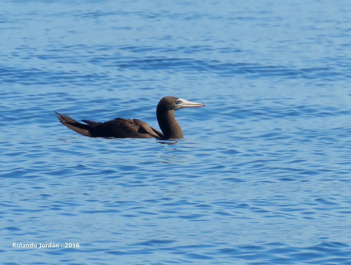 Brown Booby - ML34455071