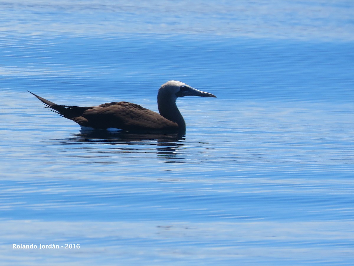 Brown Booby - ML34455121