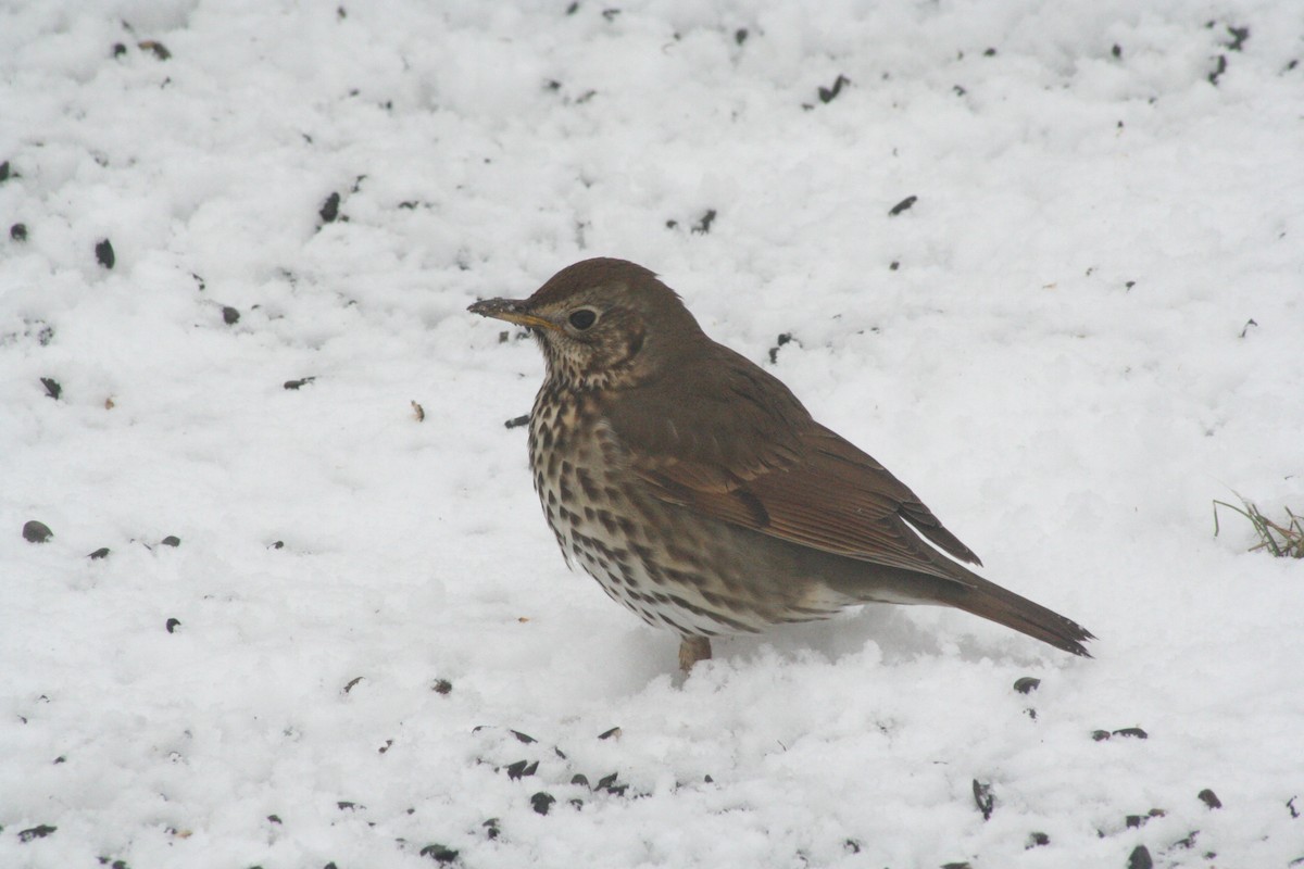 Song Thrush - Mike Youdale