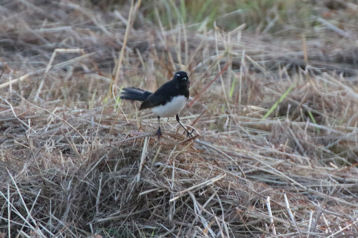Willie-wagtail - ML344552101